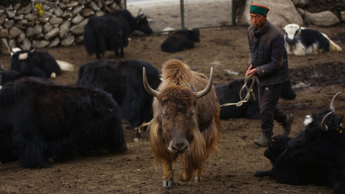 Thenlay Nubroo's nephew tackles the brown yak, who keeps running away from him | Manisha Mondal, ThePrint