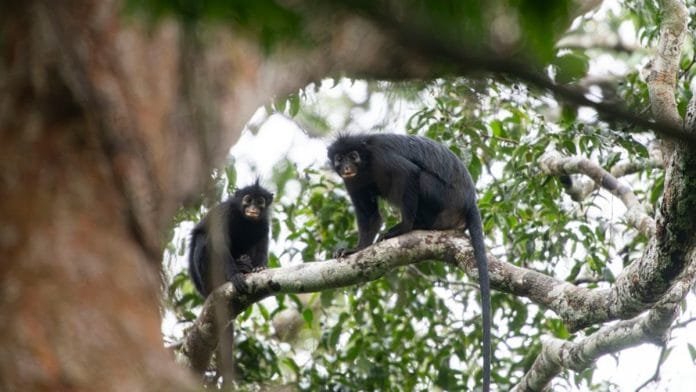 Researchers said that the Likweli’s unusual, bright facial markings could be a visual signal to other animals. | Daniel Rosengren, Frankfurt Zoological Society.