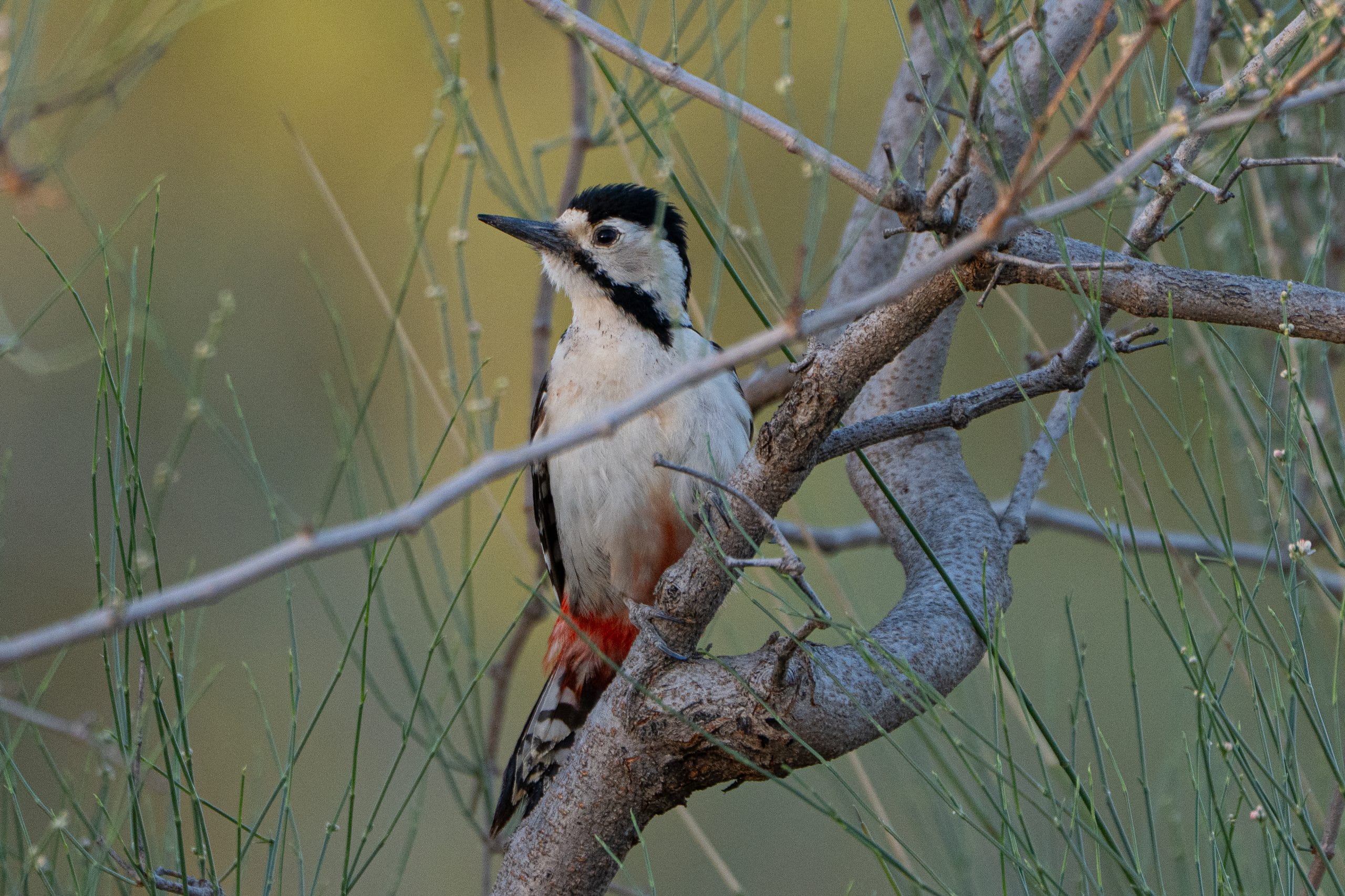A modest string of birders began a pilgrimage after this ‘re-discovery.’ | Photo: Digvijay Singh Rathore