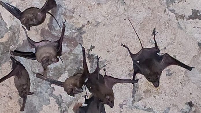 ASI is struggling to remove bats from its protected monuments | Photo: Special arrangement