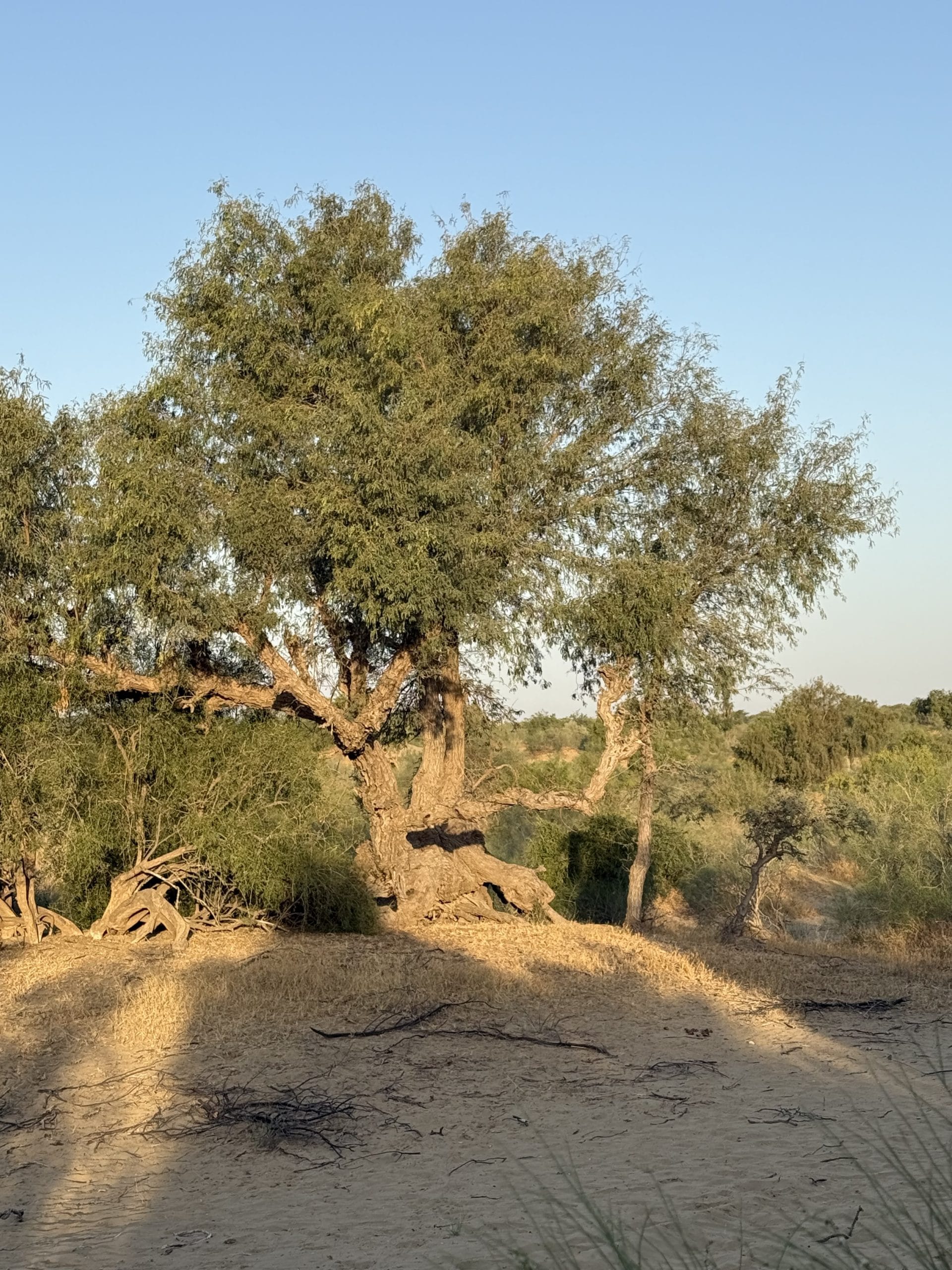 The habitat of the Sind woodpecker | Photo: Digvijay Singh Rathore