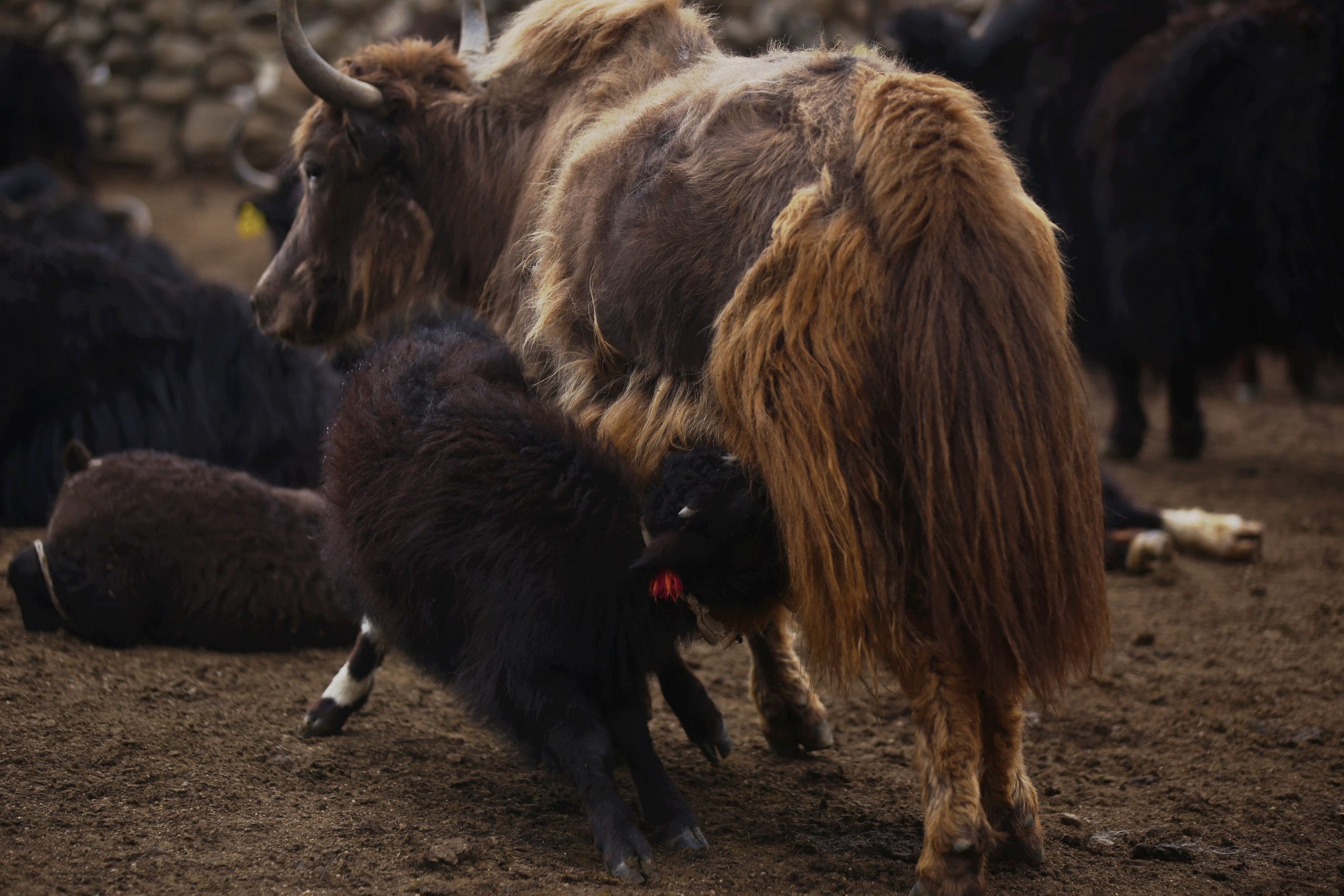 Yaks are very important for Ladakhis in Changtham Valley | Photo: Manisha Mondal | ThePrint