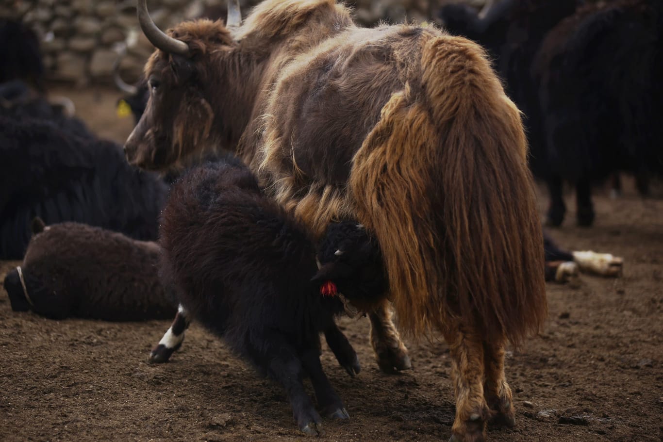 Yaks are very important for Ladakhis in Changtham Valley | Photo: Manisha Mondal | ThePrint