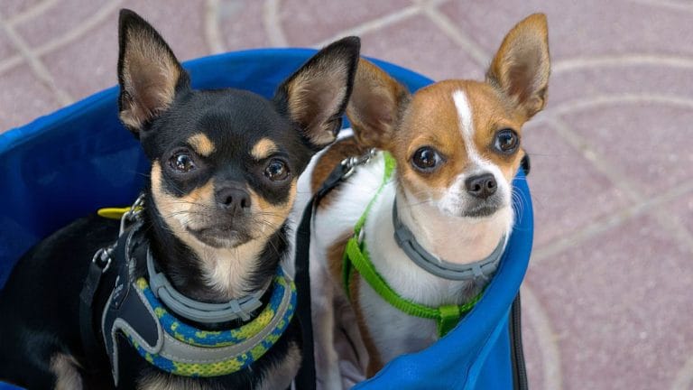 San Francisco saw more dogs licensed than babies born in 2025