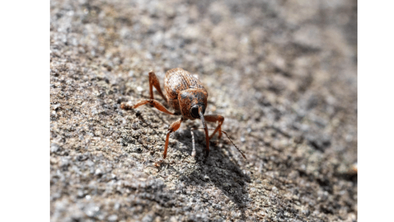 Top 6 Apps for House Insect Identification