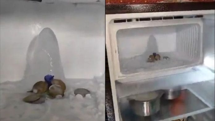 The ice structure that Agra woman Lata Kushwaha claims is a 'shivling' inside her refrigerator. Image: Screengrab from @Amit24TD/X