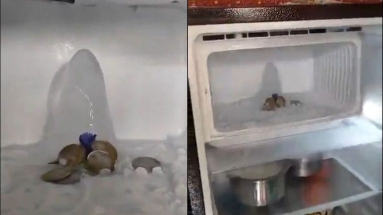‘Shivling’ in a fridge? Agra woman’s home is a shrine after ice structure draws crowd