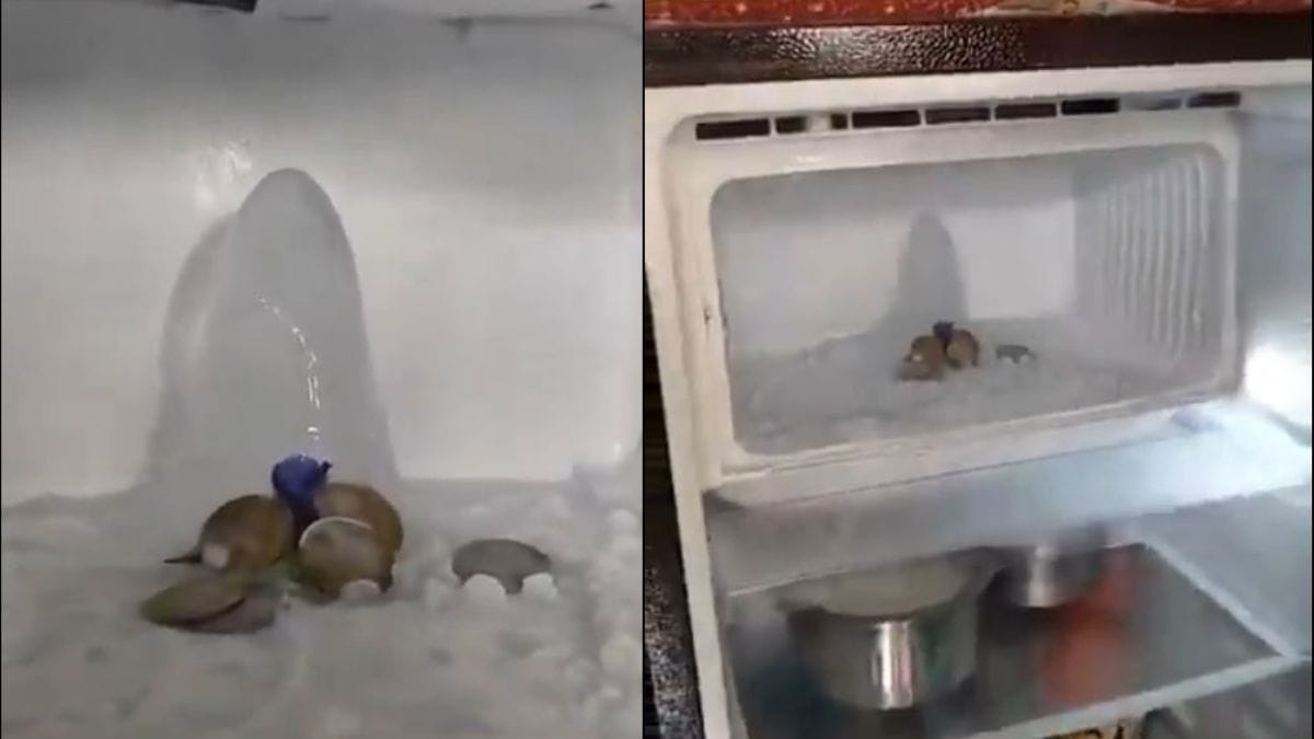'Shivling' in a fridge? Agra woman's home is a shrine after ice structure draws crowd