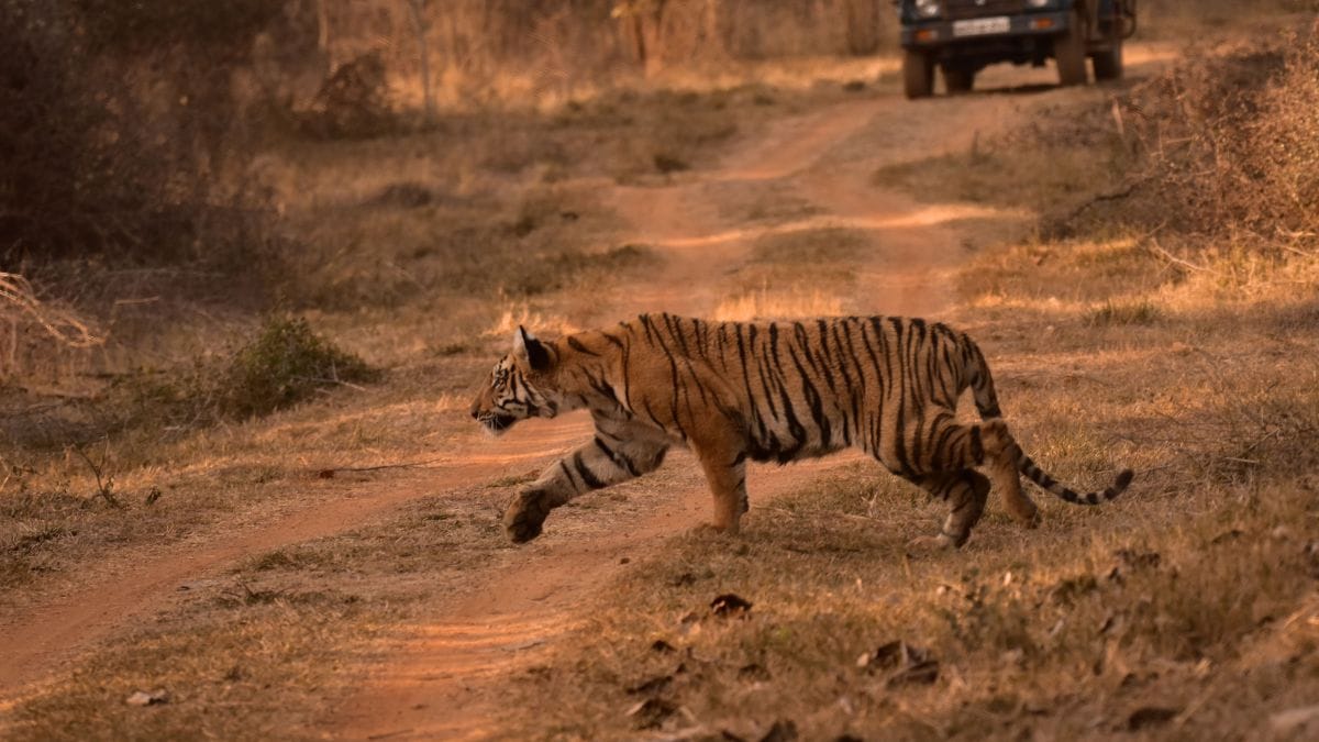 India's Tiger Population Rises, But So Do Deaths