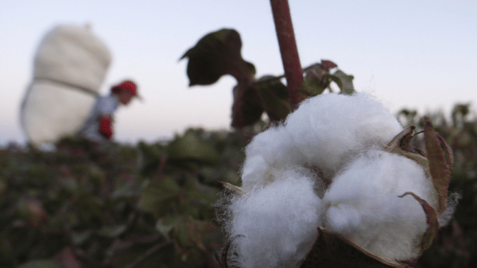 A cotton farm worker in the Xinjiang region of China. | Bloomberg