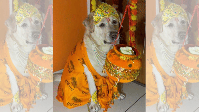 dog, Krishna, court