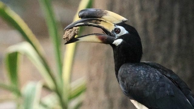 The Oriental pied hornbill in Lodhi Garden, New Delhi | Photo: Pankaj Gupta