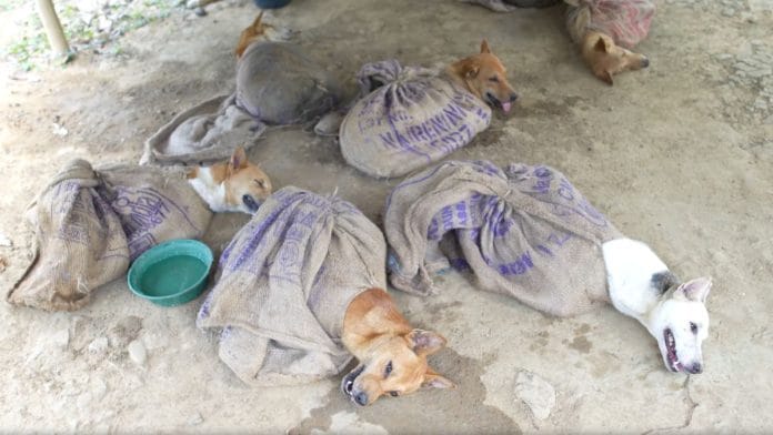 Dogs kept in sacks, to be sold illegally for meat in Nagaland