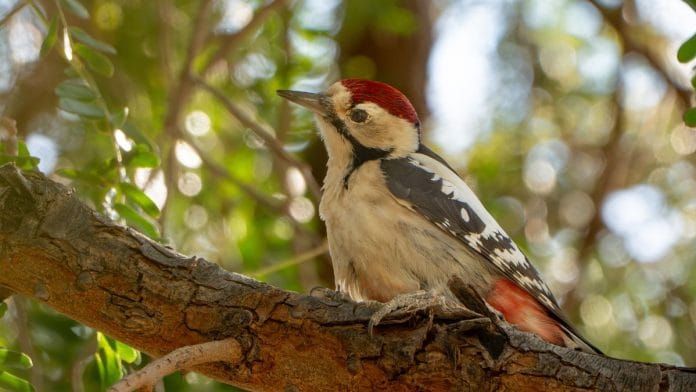 A specimen collected from Sirsa, Haryana, in 1870, credited to British civil servant and amateur birder AO Hume, is the first record of the bird in India. | Photo: Digvijay Singh Rathore
