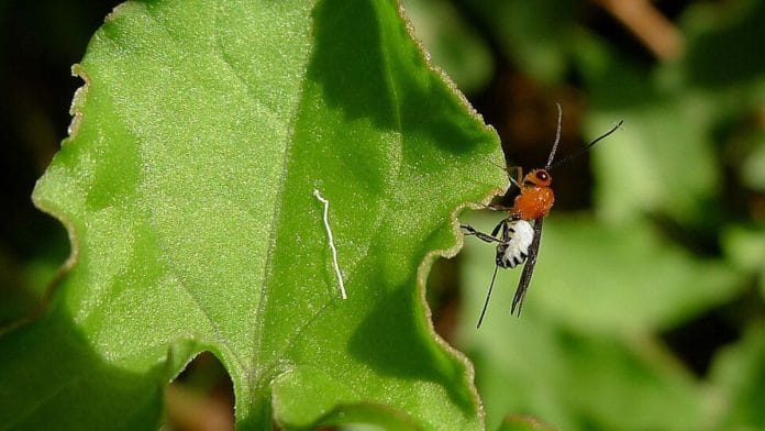 Representational image | A tiny Braconid wasp on Turkey Rhubarb, Acetosa sagittata | Paruna Reserve, Como NSW Australia, October 2011 | Wikimedia Commons
