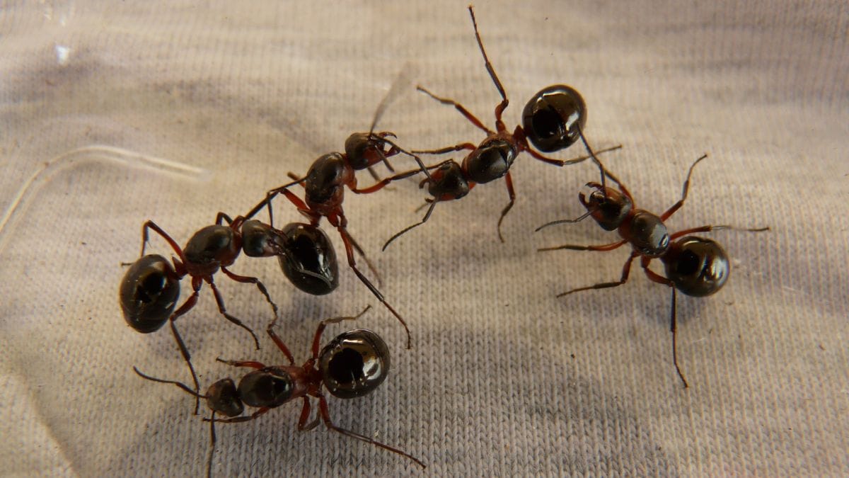 Michelin-starred restaurant owner faces jail for ant garnish