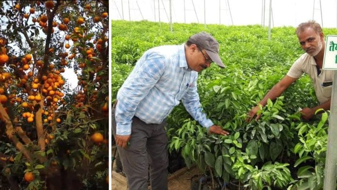 A kinnow nursery and orchard at Dr KV Singh's Teja Khera farm in Sirsa | By special arrangement
