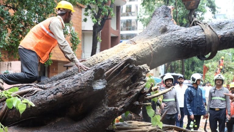 Mumbai monsoon has brought a new killer—city’s falling trees