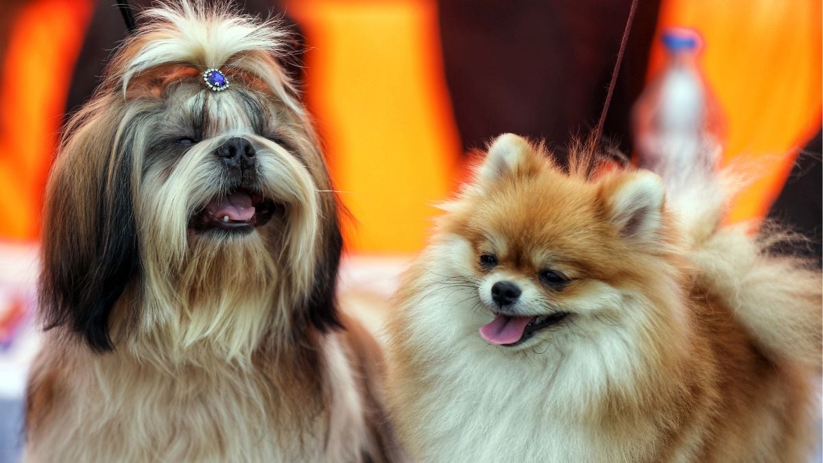 DNA Methylation May Explain Why Large Dogs Age Faster