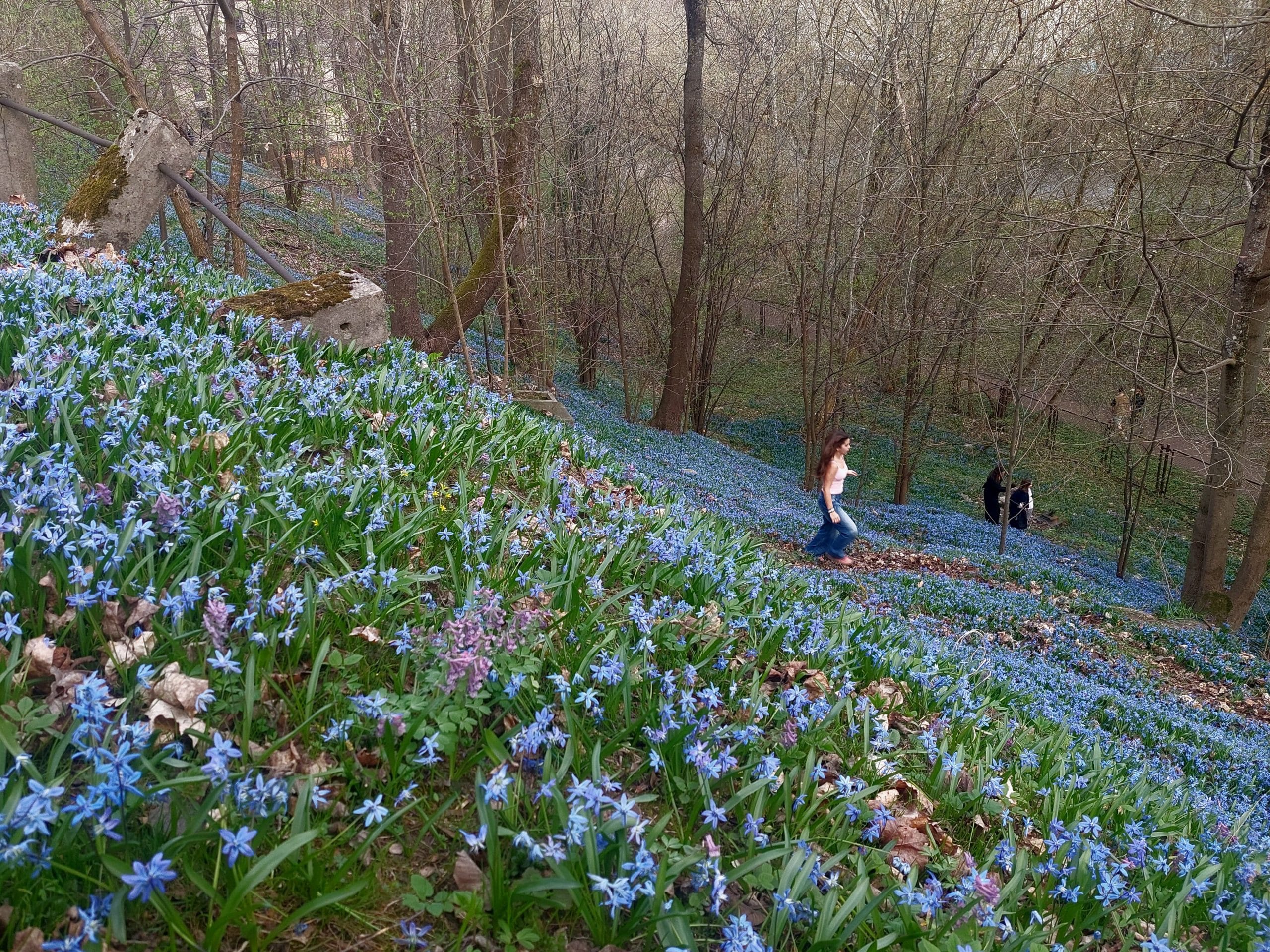 Spring in the oldest cemetery of Vilnius, scyllas blossoming | Photo courtesy: Diana Mickevičienė