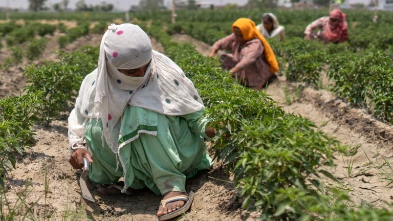 India’s fertilizer squeeze forces a rethink on legacy of overuse