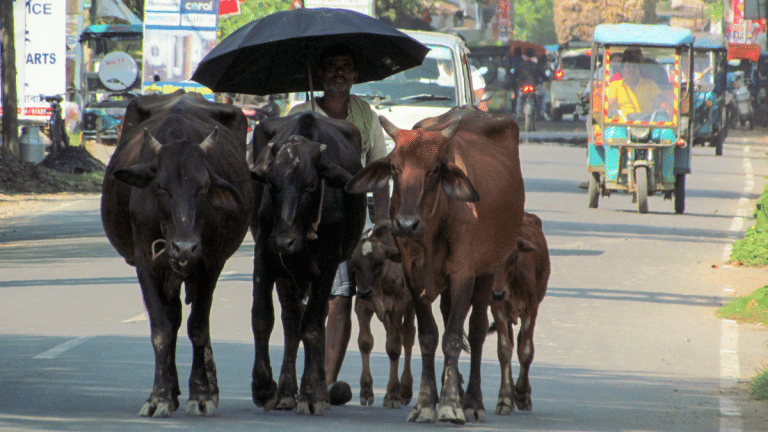 HC raps UP govt for ‘conjecture, not evidence’, orders release of vehicle seized under cow protection law