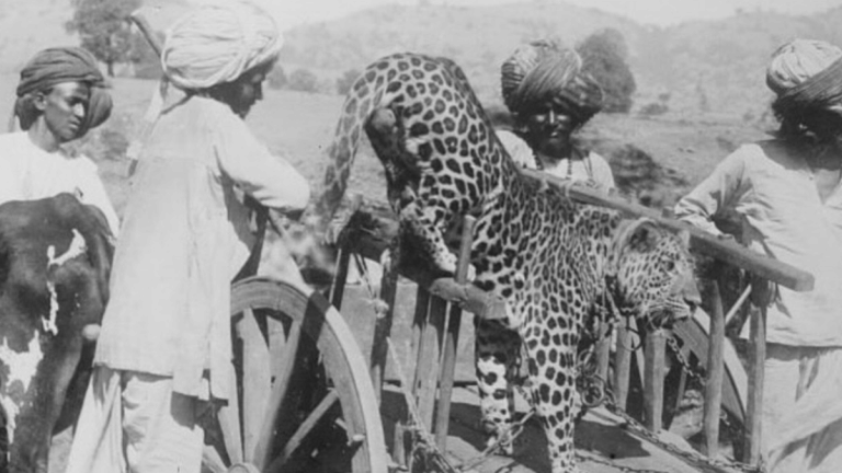 A royal hunt—How the cheetah features in Indian history