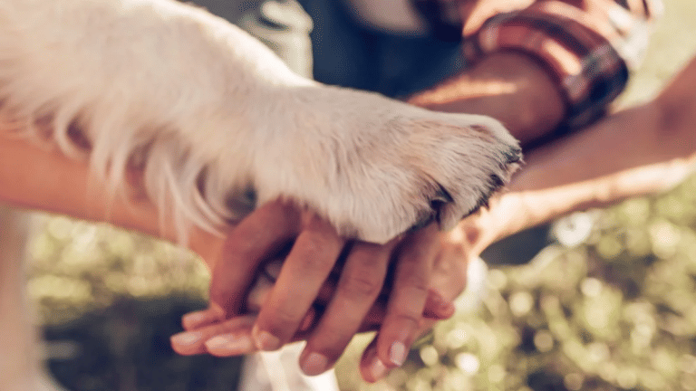 Your dog really does get you! Science shows canine brains evolved to understand humans