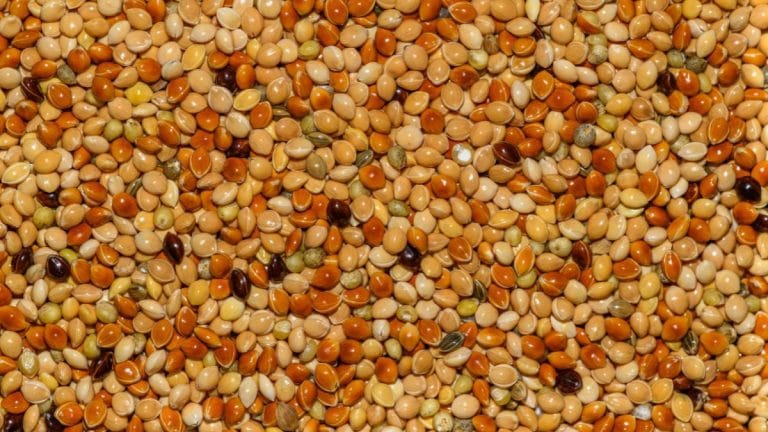 ICAR has made the world’s first complete map of pigeonpea genome. Big in pulse research