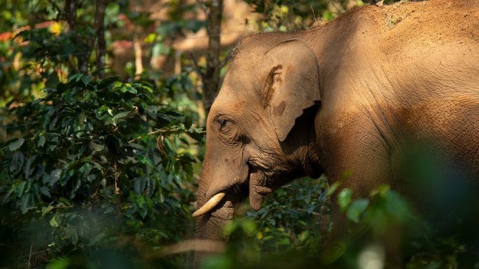 Elephant in a coffee estate in Hassan | NCF India