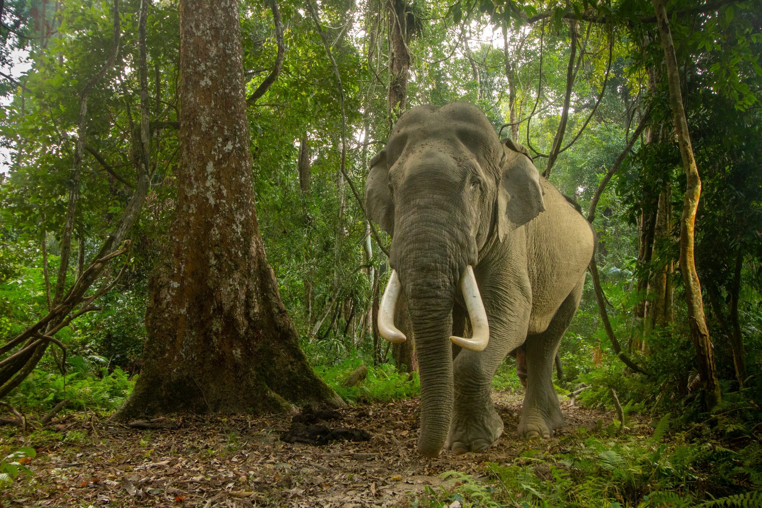 Indian elephant (Elephas maximus indicus) male tusker walking through rainforest, Kaziranga Tiger Reserve, India | Camera trap image
