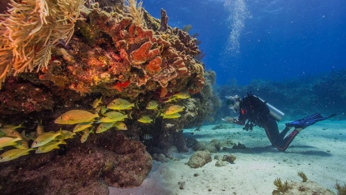 In 2023, young scuba divers plunged into the waters of Alligator Reef to help corals struggling to survive an extraordinary marine heat wave | Source: floridascoralreef.org