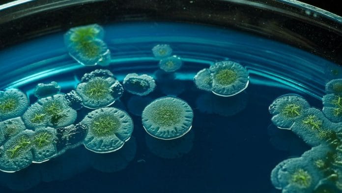 The findings suggest that while all life may share an ancient genetic code, bacteria and archaea may have evolved separately into independent cells | masakazu sasaki, Unsplash