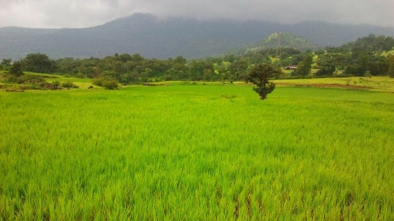 India’s Kharif sowing down by nearly 39 lakh hectares as rainfall deficit hits farmers