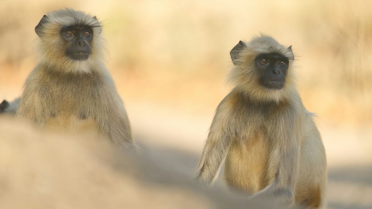 ‘Who gave Mumbai’s langur alcohol?’ Forest officials investigate after dramatic rescue