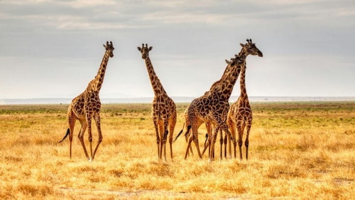 The numerical abilities of giraffes can be attributed to the challenges they face in the wild | Mariola Grobelska | Unsplash