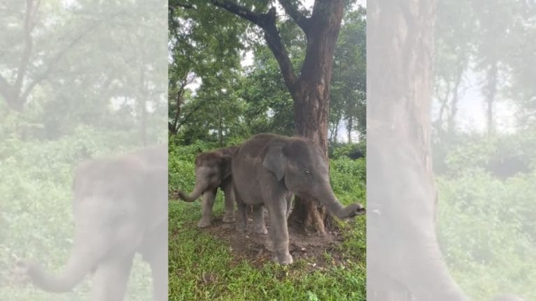 Baby elephants collect toll tax from forest officer. Meet Gajraj and Teesta Rani