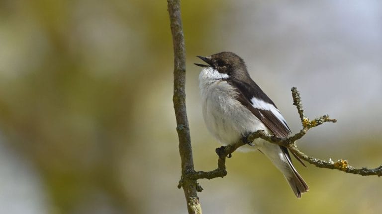 A male pied flycatcher changes his song after mating. Single females know to avoid him