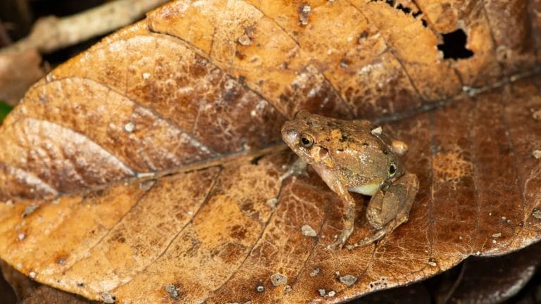 Madagascar’s diamond frogs are elusive. But scientists have found seven new species