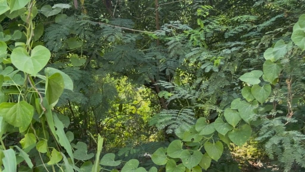 In Kanganheri, what looks like an overgrown patch of land, covered in vegetation is actually a plot meant for a hospital. Saman Husain | ThePrint