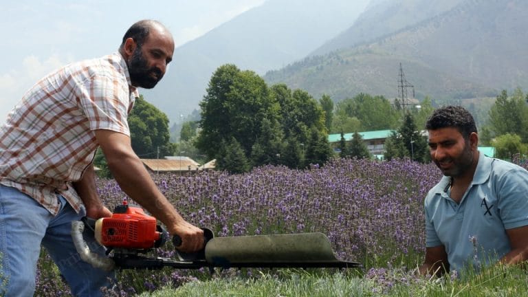 Lavender is a symbol of new Kashmir. Next frontier is turning Purple Revolution into profit