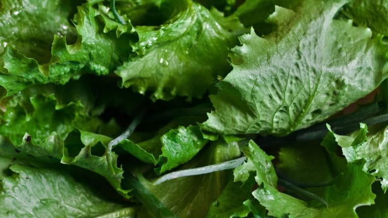 Genetically engineered lettuce and tobacco can now produce meat protein