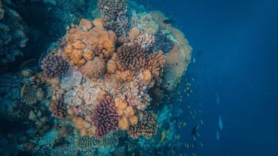 IIT Madras researchers have found why the ocean's rare bacteria can't be ignored