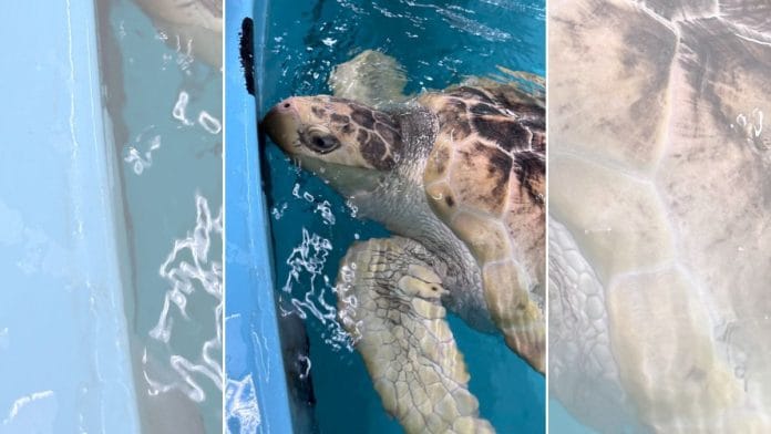 Rhossi’s journey is an extreme example of how far a young Kemp's ridley turtle can travel from its natural habitat in the Gulf of Mexico | X/@angleseyseazoo