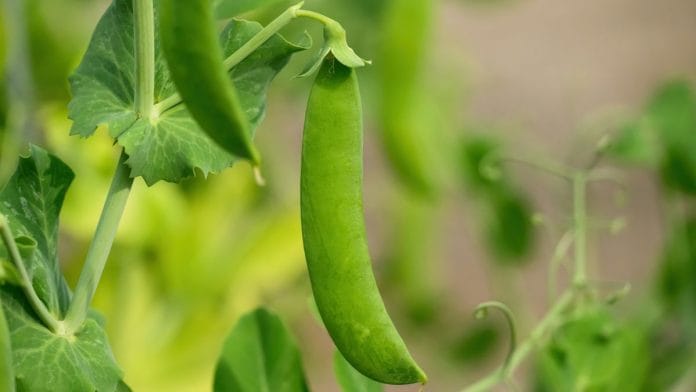 In this particular experiment, the paper states that scientists were not trying to develop a new commercial pea variety, but were trying to develop a process that makes genome editing in peas easier and more efficient | Michelle Tresemer | Unsplash