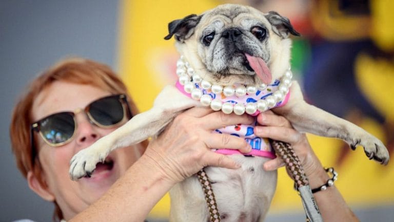 Pug Jinny Lu wins $5,000 and ‘World’s Ugliest Dog’ crown. There’s a bigger message