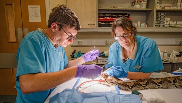 Veterinary doctors operating on Jodie Foster, a 15-foot python at Chester Zoo, Cheshire, England | Photo: By special arrangement