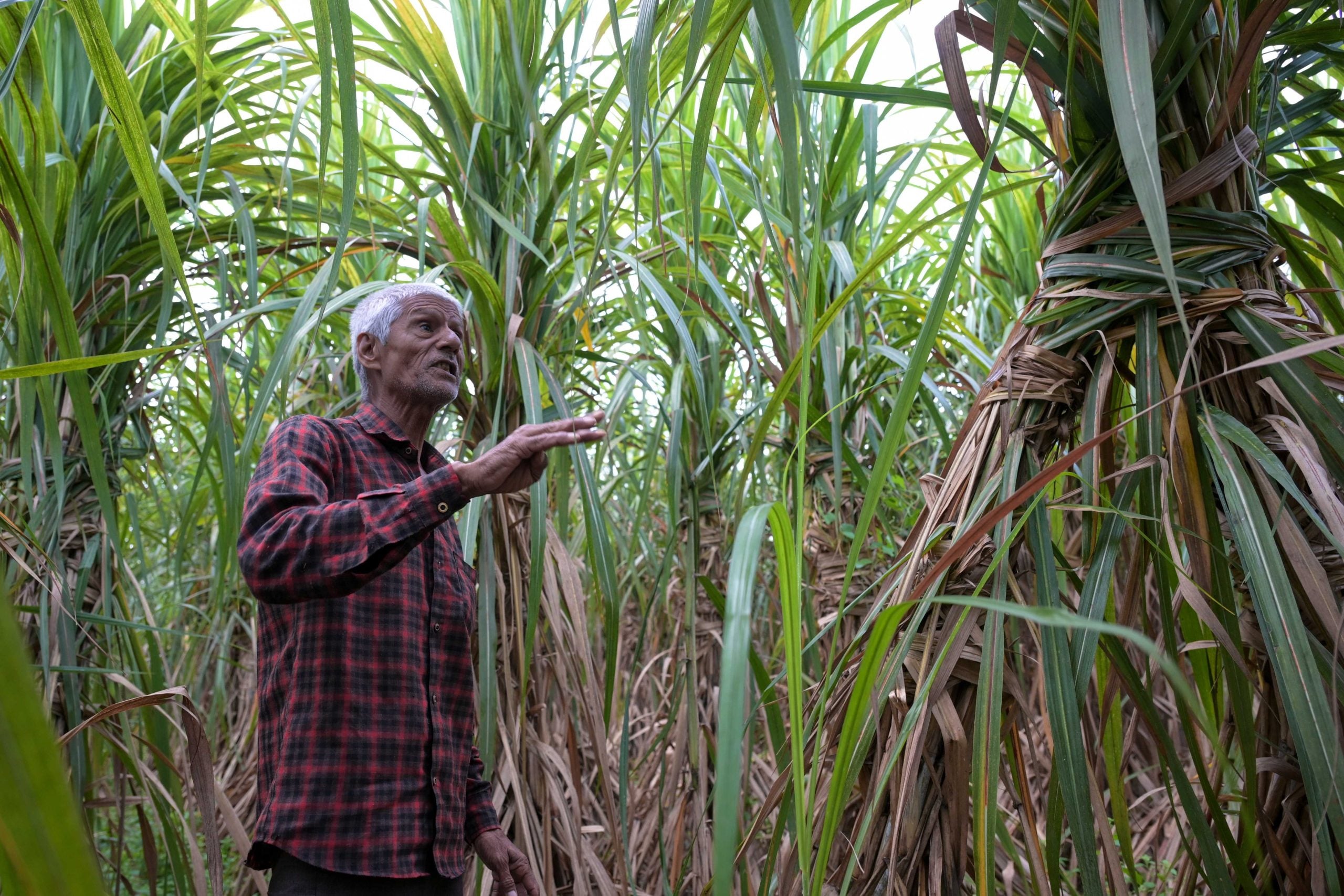 Red Rot Devastates UP Sugarcane, Farmers Eye New Varieties Amid Production Plunge