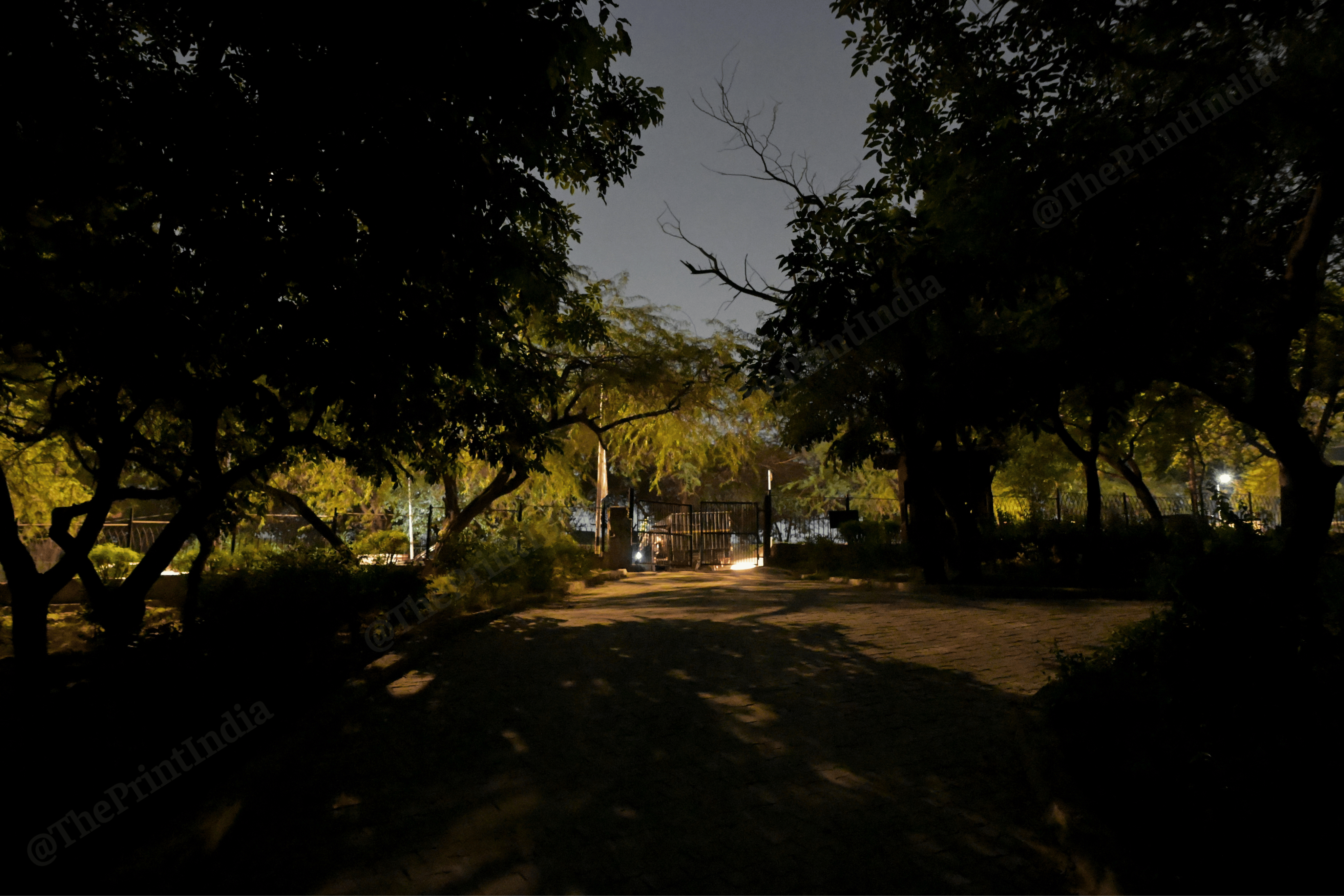 Around 10.30 pm in the park, a few lights can be seen flashing. But in several patches the foliage grows untamed into darkness | Suraj Singh Bisht