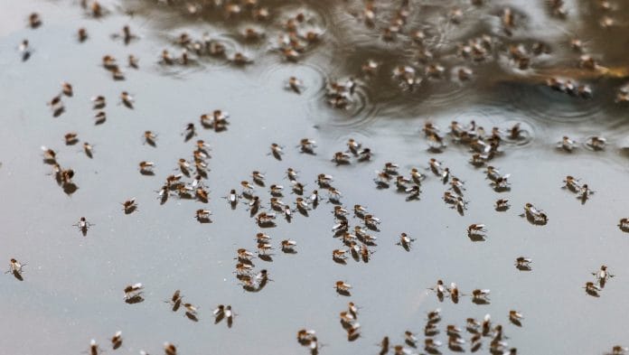Mosquitoes are seen on top of the logged water at the Suhrawardy Udyan park in Dhaka, Bangladesh. | Mohammad Ponir Hossain/Reuters